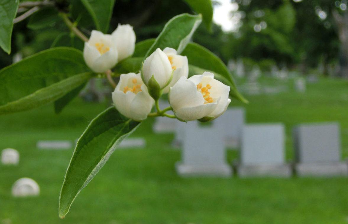 Making Cemetery Arrangements